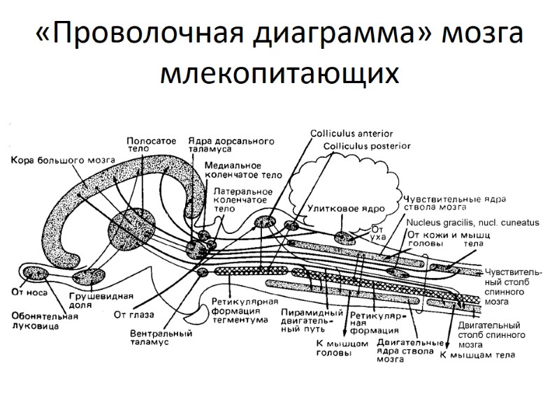 «Проволочная диаграмма» мозга млекопитающих